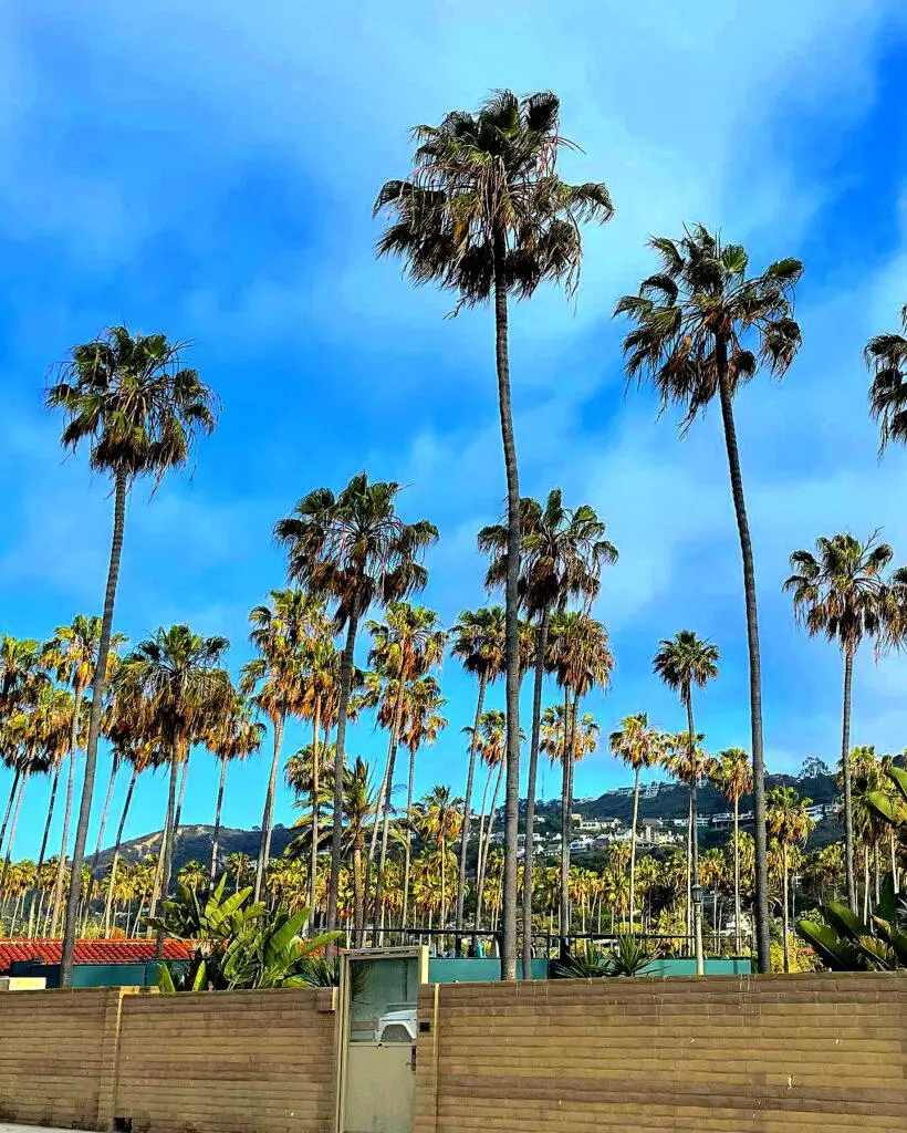 Palm Trees in San Diego.  Destinations for moms' trip.